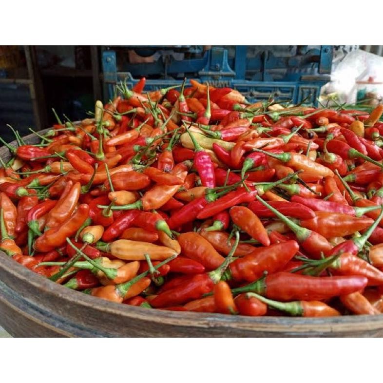 

Cabe Rawit Merah Ori fresh 250g | Lombok rawit merah ori fresh | Rawit merah fresh