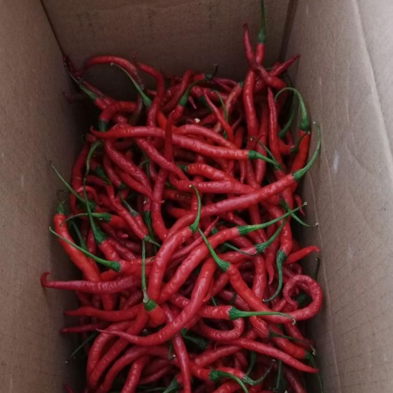 

Cabe keriting fresh termurah 1kg