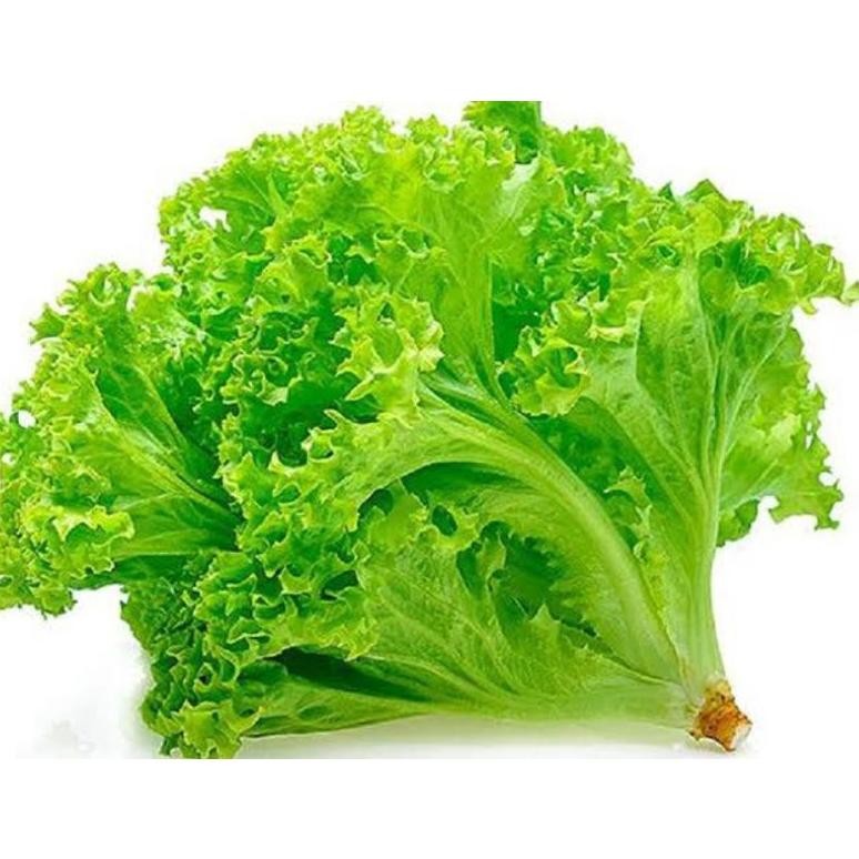 

Daun Selada Keriting Segar 250 gr (sayur segar)