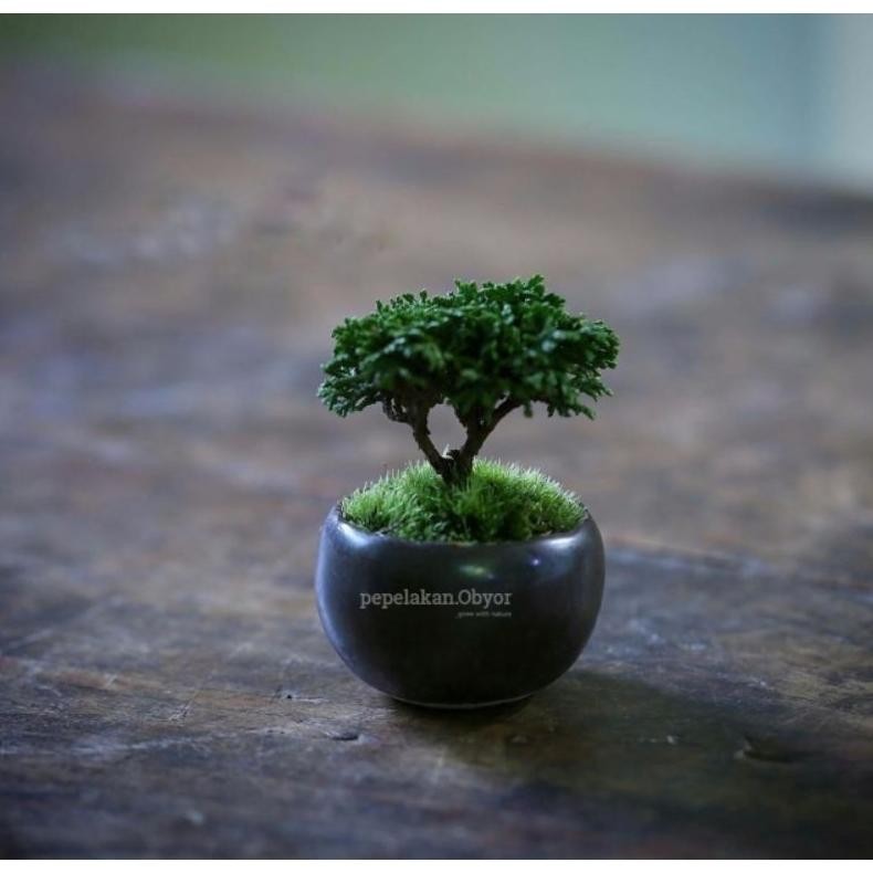 Cod Bonsai Shito Cemara Hinoki Cypress Japan Daun Super Micro Original - Ekonomis Bonus Pot Tawon/Si