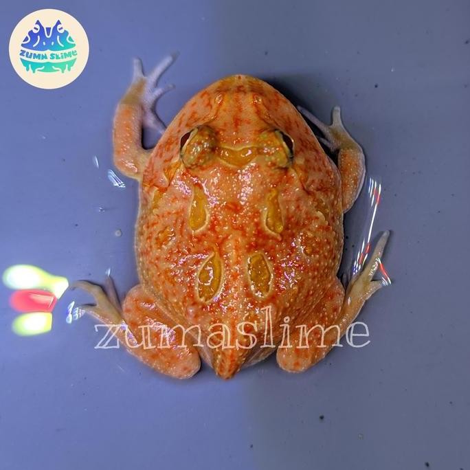 '' kodok pacman frog strawberry plus bundling ''