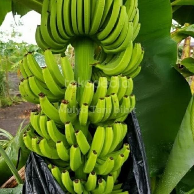 

Bibit tanaman buah pisang cavendish sunpride UNGGULAN SEGAR ATV