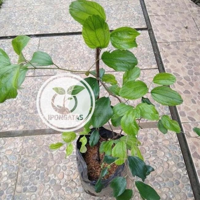 bibit pohon apel putsa/buah apel putsa india-tanaman buah apel ATZ