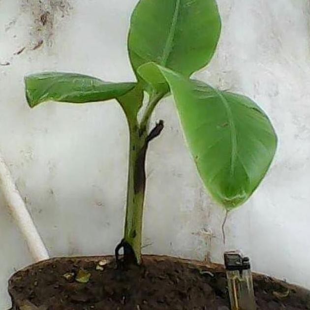 SALE Biji Bibit Tanaman Pisang Mini Bonsai / / ATV