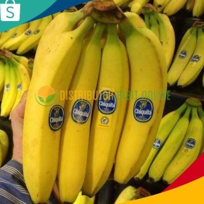 

SUNPRIDE TANAMAN PISANG CAVENDISH BIBIT TBBL11 P ATV