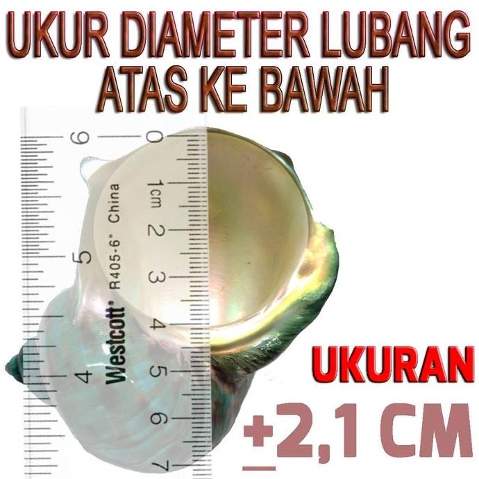 ready TURBO BANDED CANGKANG KOSONG KELOMANG KEONG RUMAH UMANG POMPONGAN HERMIT CRAB SHELL KERANG HIA