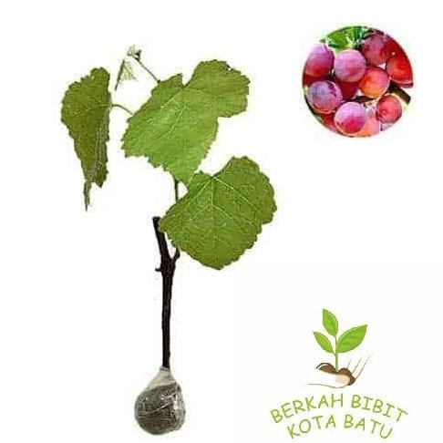 Obral bibit tanaman buah anggur merah / anggur stek