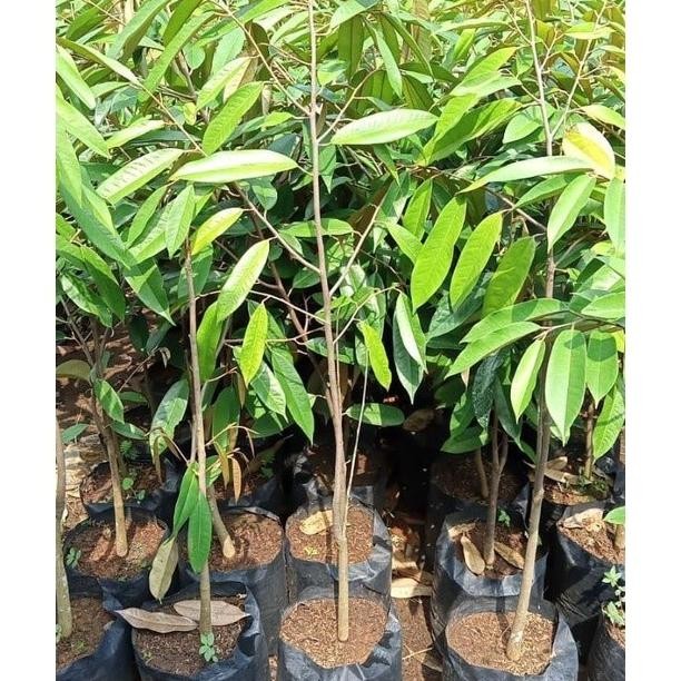 Bibit Tanaman Buah Durian Montong Hasil Okulasi Cangkok -BB1 wwww