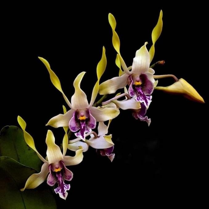 Obral tanaman hias bibit pohon anggrek morgenster bibit anggrek