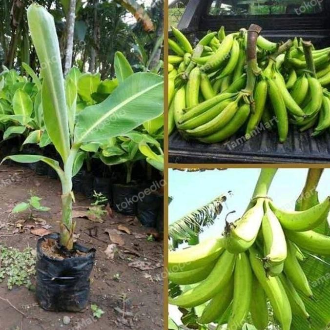 bibit pisang tanduk sukabumi unggulan madu MMZ