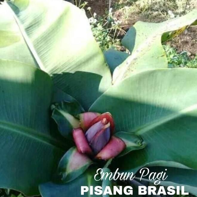 Bibit Pohon Pisang Bril Pendek Berbuah Tambulanpot MMZ