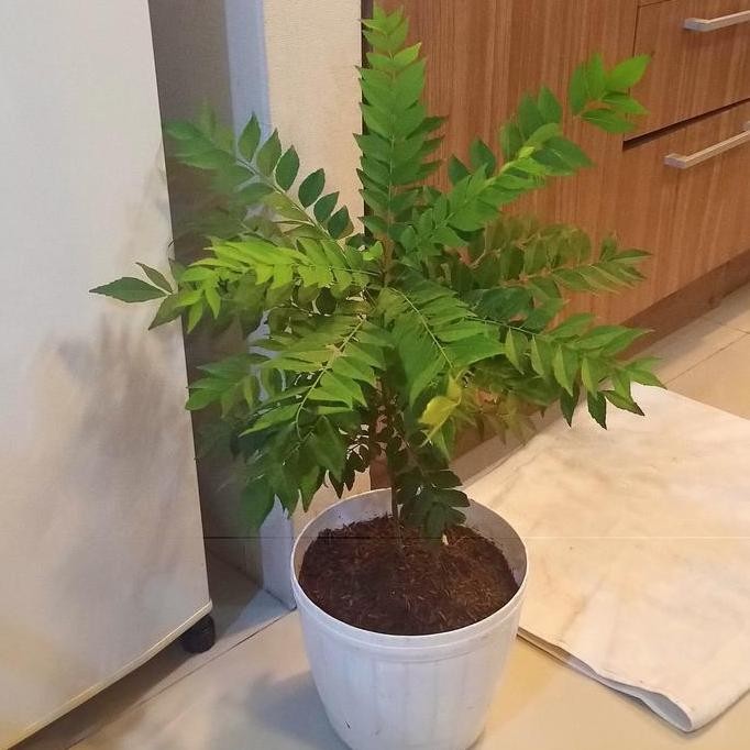 

fresh POHON SALAM KOJA DAUN KARI