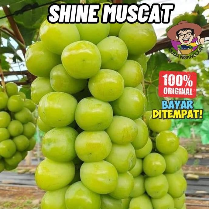 

fresh BIBIT ANGGUR IMPORT SHINE MUSCAT VALID 100%