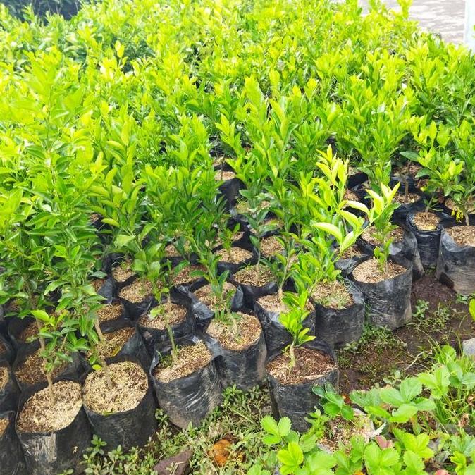 

fresh bibit jeruk Santang madu manis