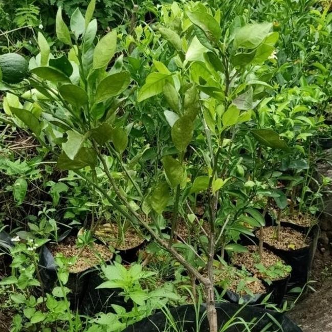 

fresh pohon jeruk santang madu berbuah