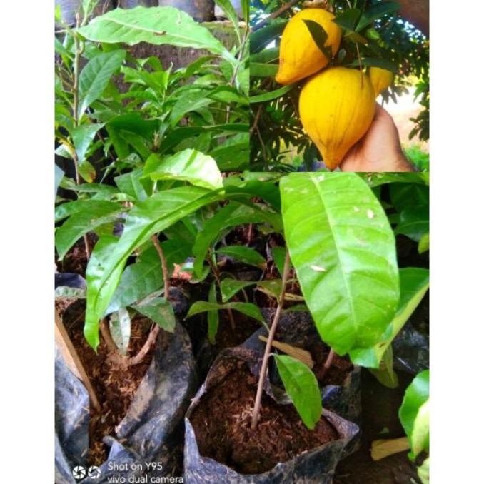 BIBIT TANAMAN BUAH SAWO MENTEGA HASIL CANGKOK DAN STEK BATANG SUPER