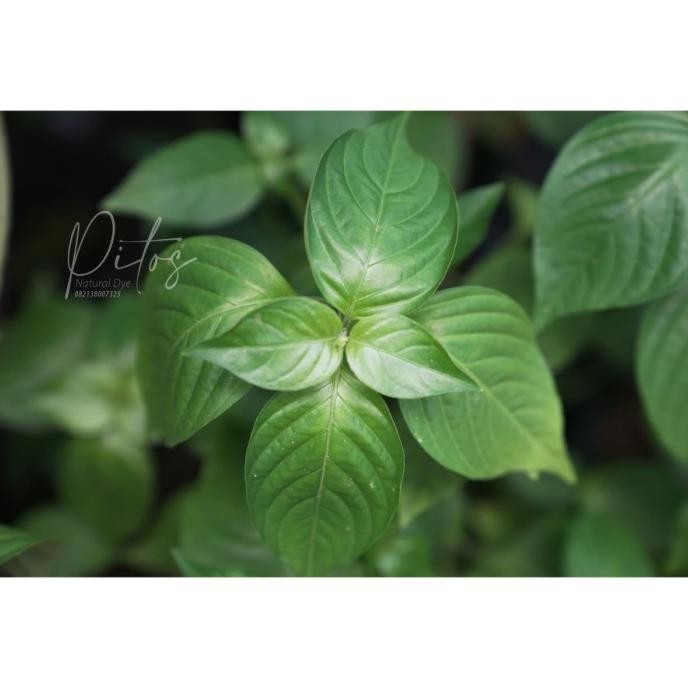 HARG4A DI BANTING TERBARU Bibit Pohon Truja Ecoprint SUPER TERLARISSSS