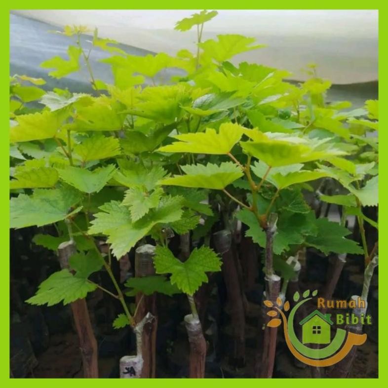 Bibit Anggur Import Shine Muscat Grafting Murah