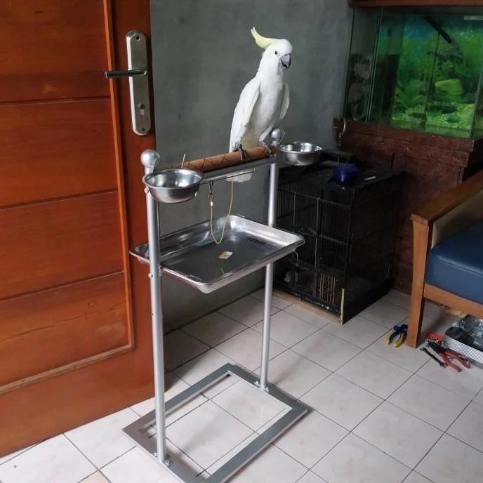 Tangkringan pangkringan burung parrot kakatua africran grey hans macaw