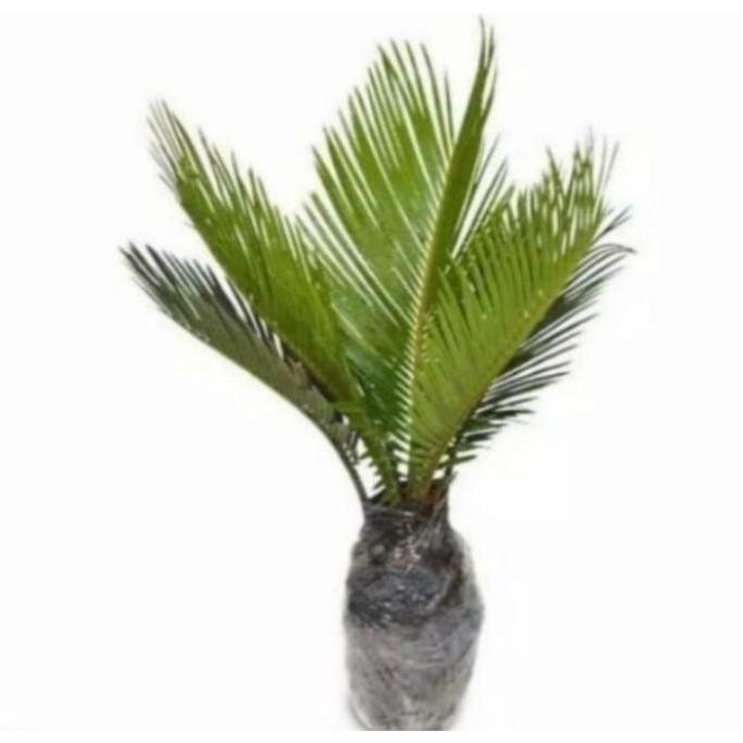 Terlaris Tanaman Hias Palm Sikas Size Jumbo / Palem Sikas / Pohon Bonsai Palem Sikas / Tanaman Hias 
