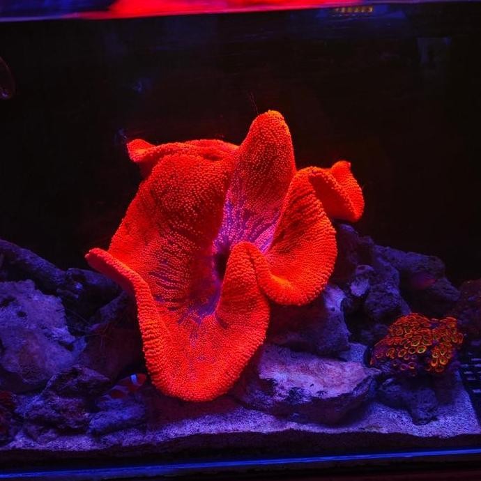 Anemon Karpet Merah Super Metalik Stabilo Size Rare Medium Large Aquarium Laut Hias