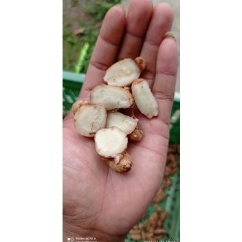 

kemasan ( 5kg ) kencur segar/cikur ciamis aroma nyh wangi rasa pedas cocok buat bumbu dan jamu RB10