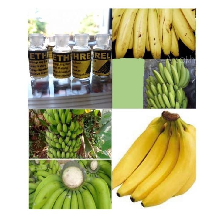 Ethrel Pemasak/Pematang Pisang/Pepaya/Buah Naga