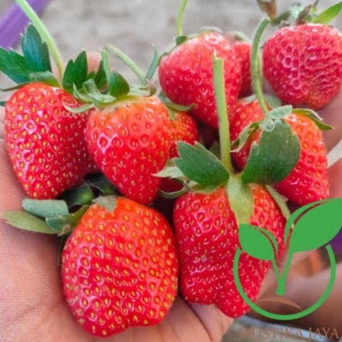 [Expert] isi 20 Biji Benih Buah Strawberry Jumbo California Genjah Benih Bibit Strawberry Jumbo
