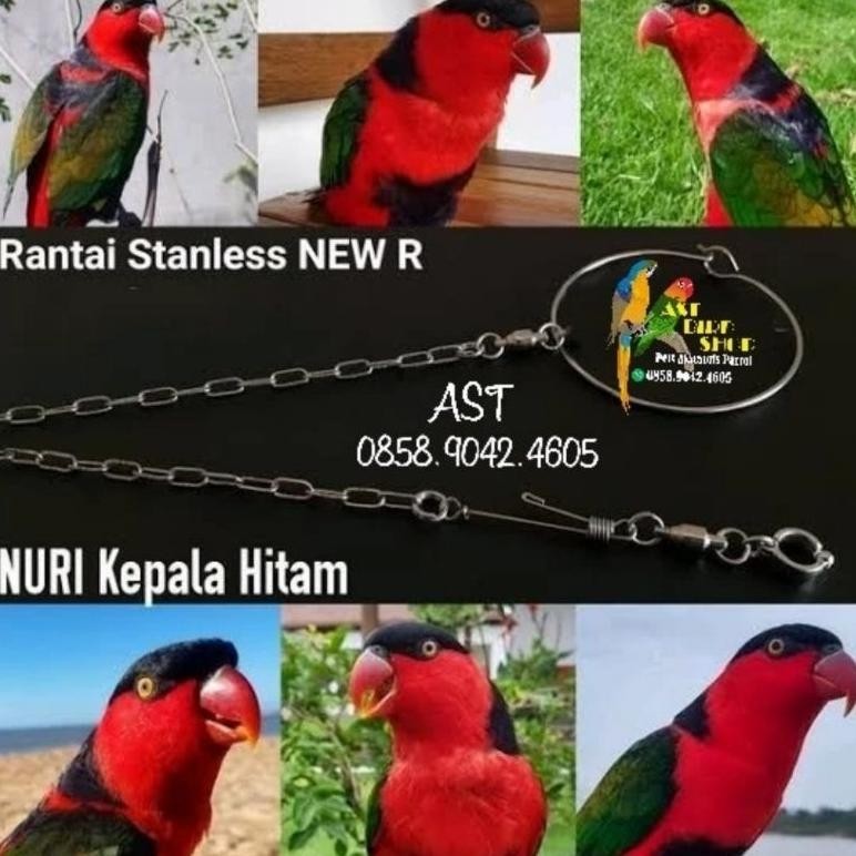 Rantai stainless burung nuri kepala hitam AST