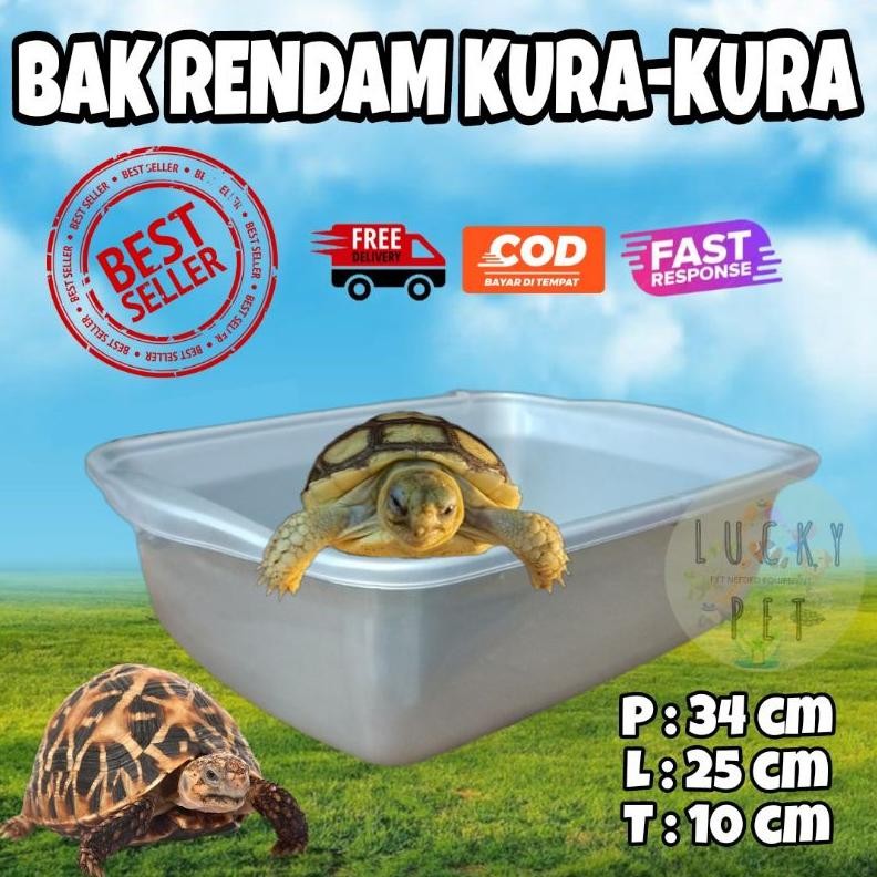 Bak rendam jemur berendam torto tortoise kura kura sulcata sulkata reptil box kotak reptile kura kur