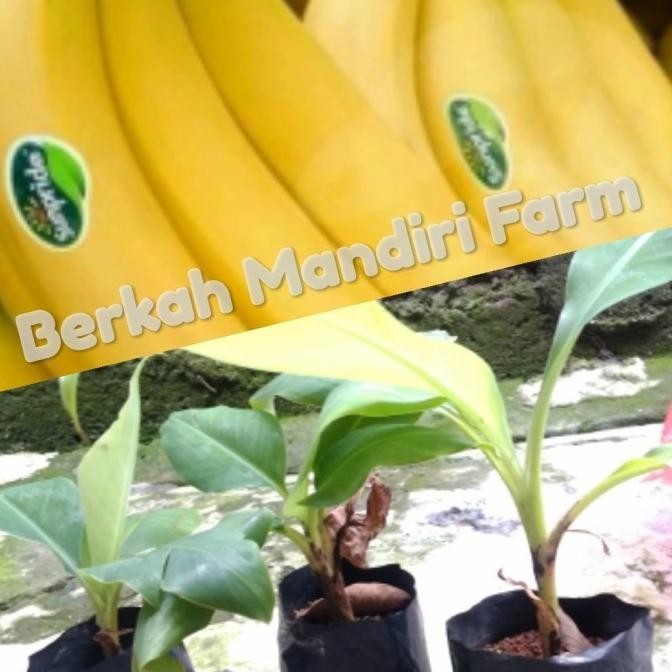 Bibit Pisang Sunpride - Pisang Cavendish MMZ