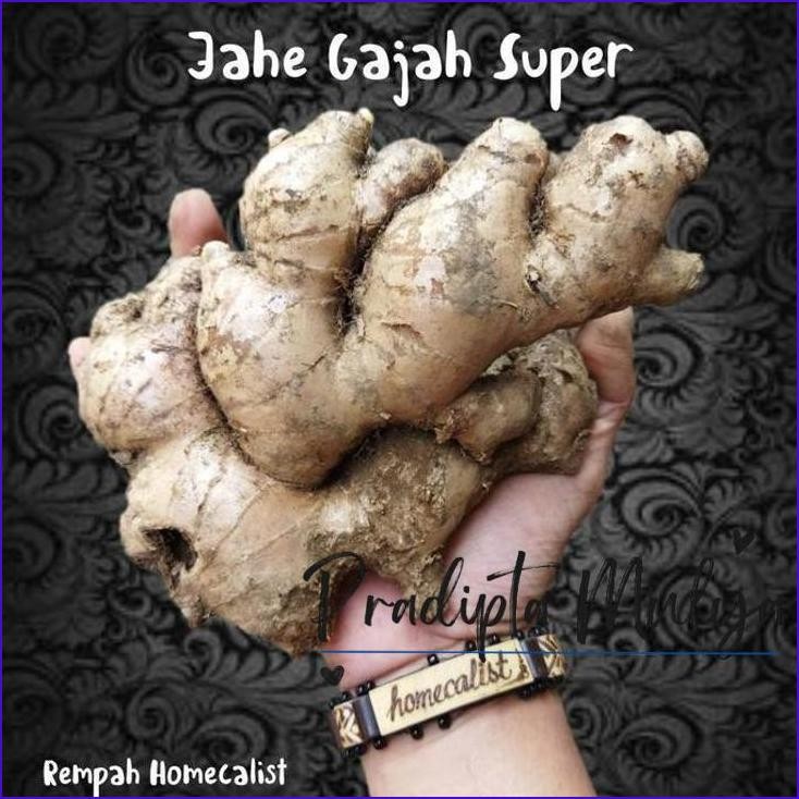 

Original..!! Jahe Gajah 1 Kg Super / Jahe Putih Lokal