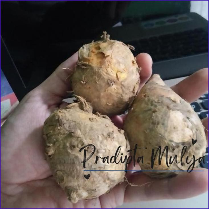

Masih Ready Temulawak Segar 1Kg Lawak / Temulawak Jumbo