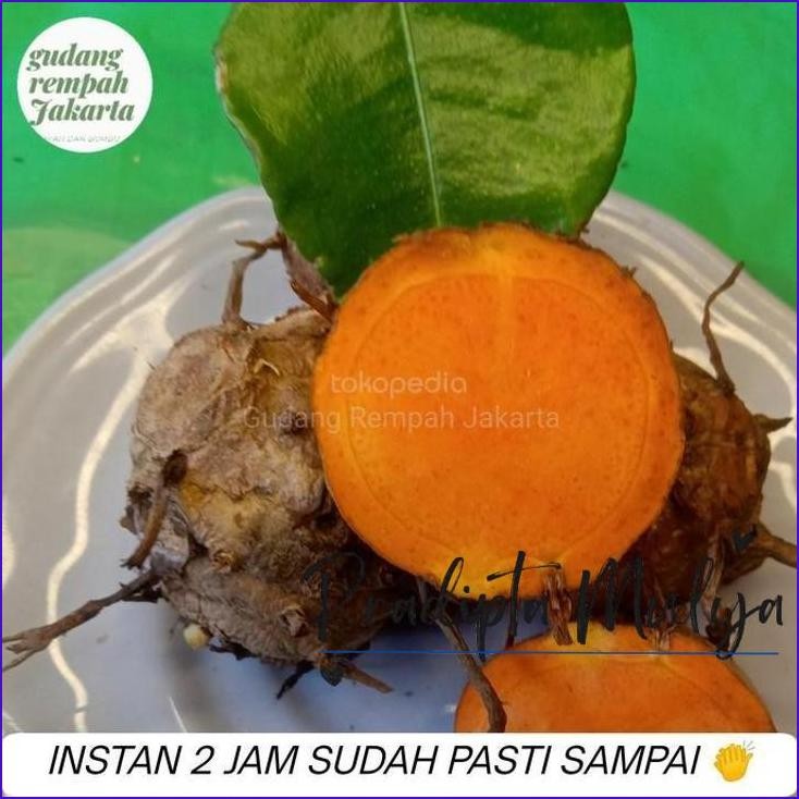 

Langsung Gas.! Biang Kunyit 1 Kg