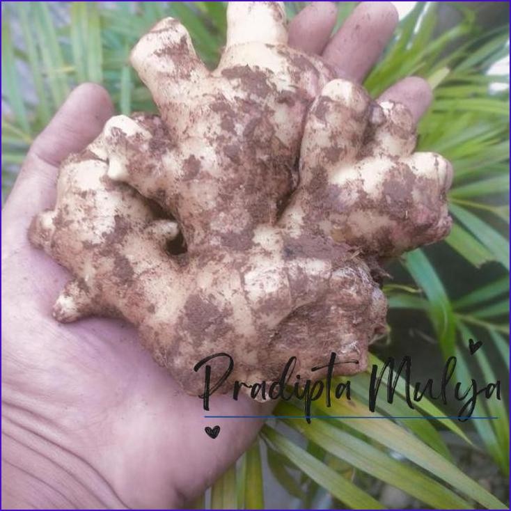 

Yok Di Order Jahe Gajah 1 Kg Segar