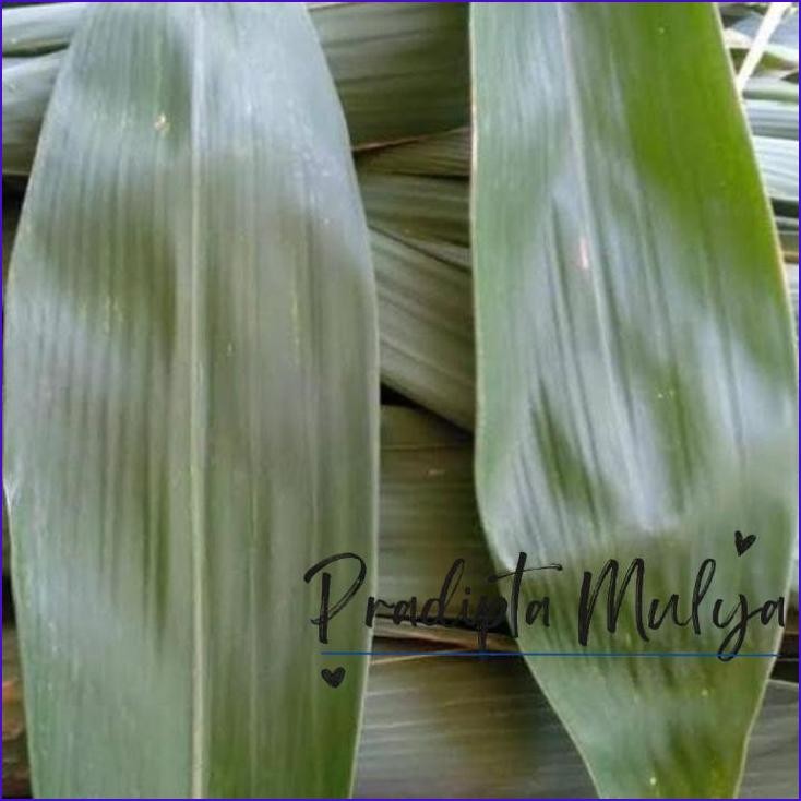 

Murah..!! Daun Bambu Besar Khusus Bakcang 1 Kg