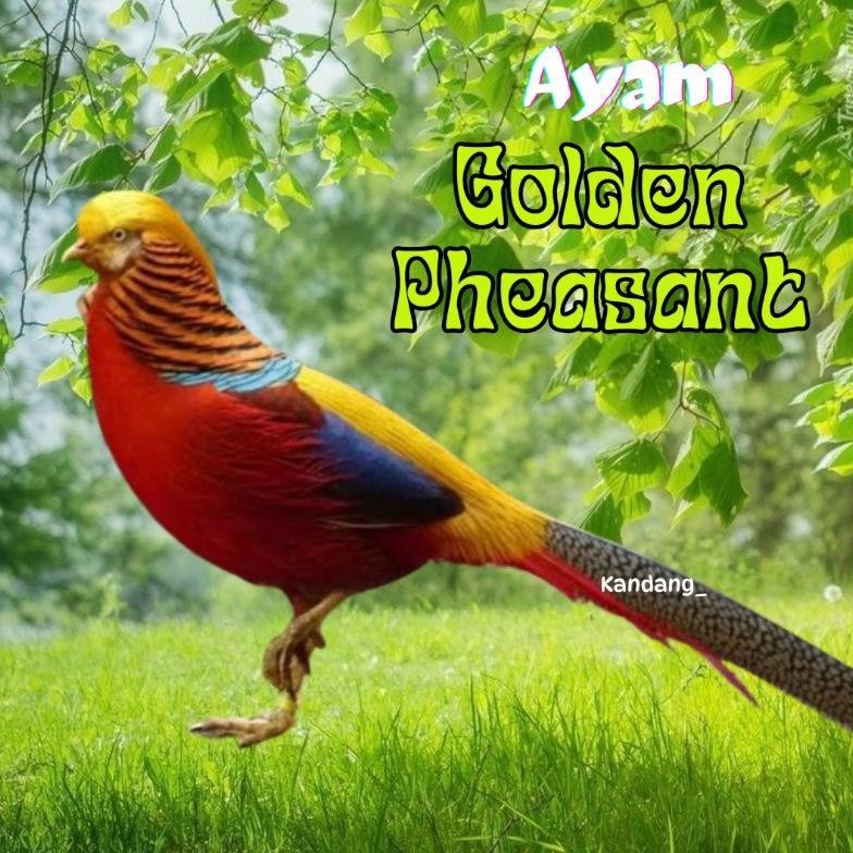 

TELUR AYAM GOLDEN PHEASANT ASLI BISA UNTUK DI TETASKAN