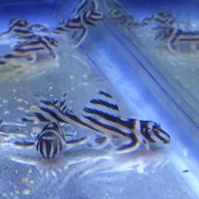 BEBAS ONGKIR - L46 Zebra Pleco Hypancistrus