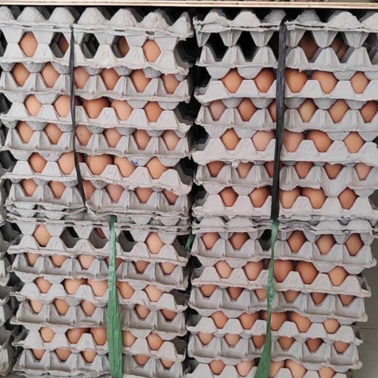 

TELUR AYAM SEGAR DAN BERKUALITAS LNGSUNG DARI KANDANG