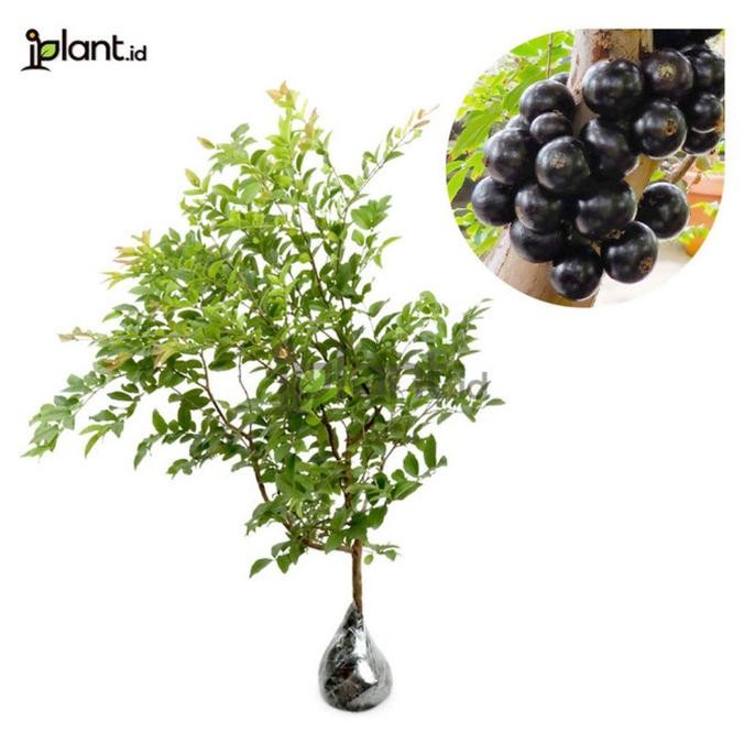 bibit tanaman buah anggur brazil jaboticaba sabara - anggur brazil FRESS