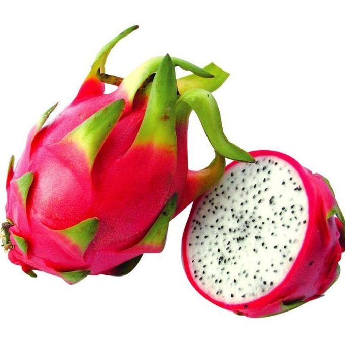 Bibit tanaman buah naga putih super FRESS