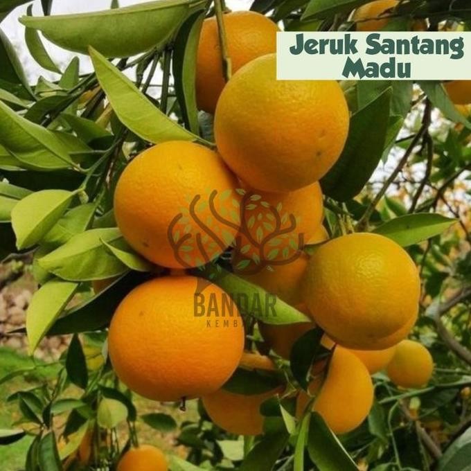 

Jeruk Santang Madu Bibit Buah Tanaman Hias Termurah FRESS