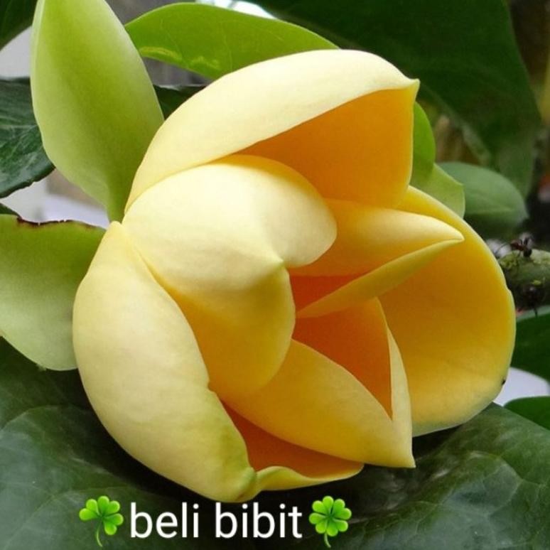 Tanaman Bunga Cempaka Kuning Gondok Wangi