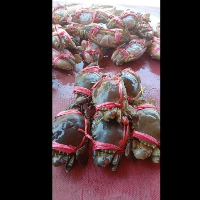 

Baby Crab/Bayi Kepiting Hidup 1Kg Murah