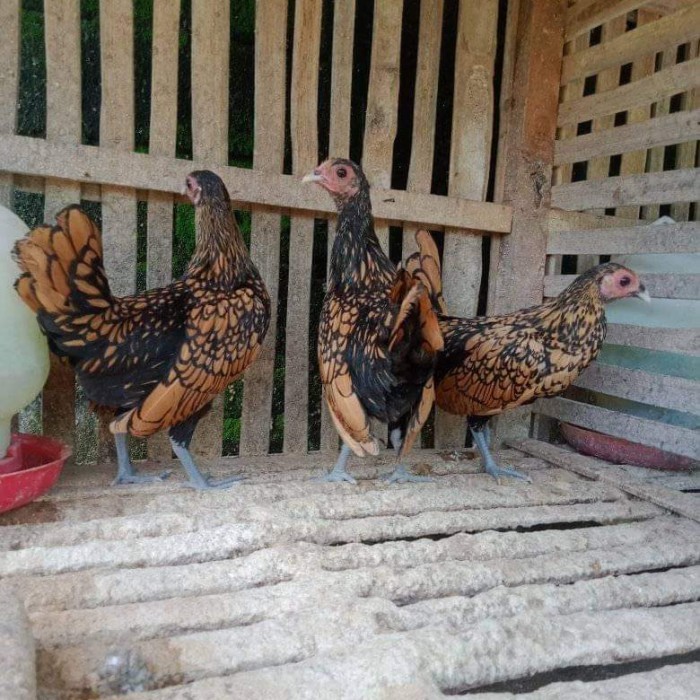 TERBARU AYAM KATE BATIK CANADA AYAM HIAS BATIK KANADA AYAM BATIK BISA GOSEND