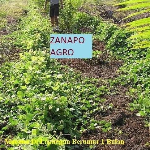 

Bibit Kacangan Mucuna Bracteata India (Import) Berat 1 Kilogram