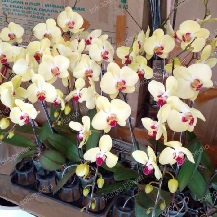 BUNGA ANGGREK BULAN KUNING PER POHON (POT POLYBAG PLASTIK)