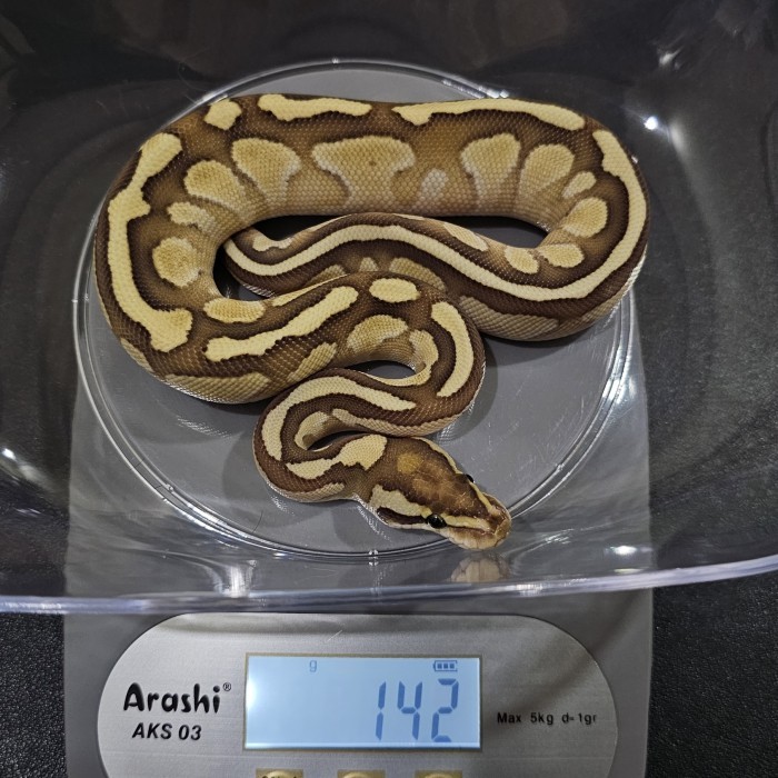 TERBARU Ball python male fire lesser het albino PROMO