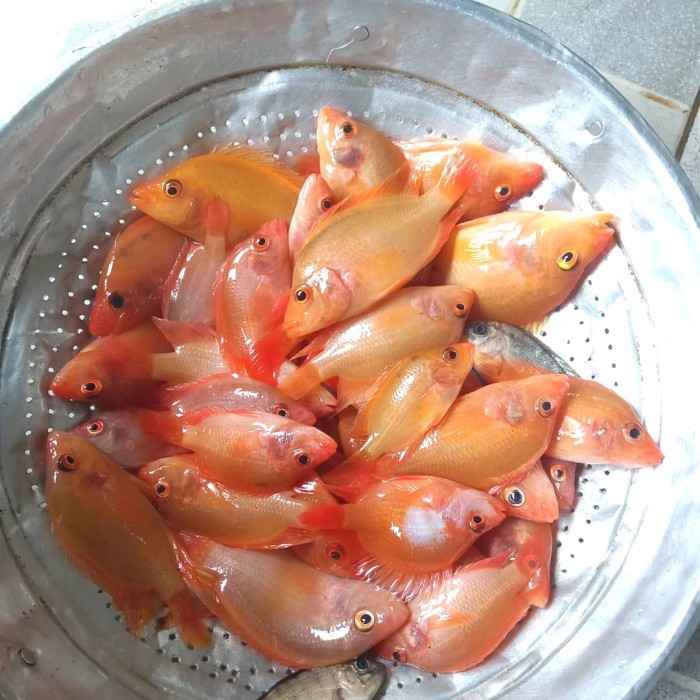 TERBARU Ikan Red Devil Merah 1 Liter - Gratis Pelet
