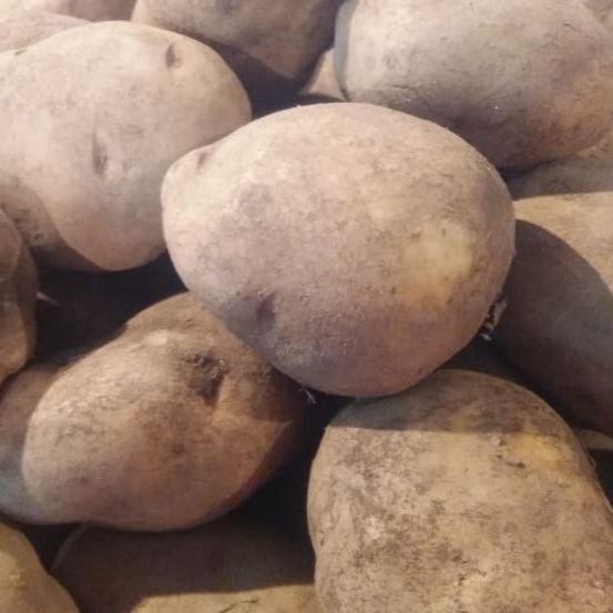 

Sayur Kentang Dieng Besar Segar 1Kg Original